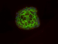 "cell" From 2D to 3D cell culture